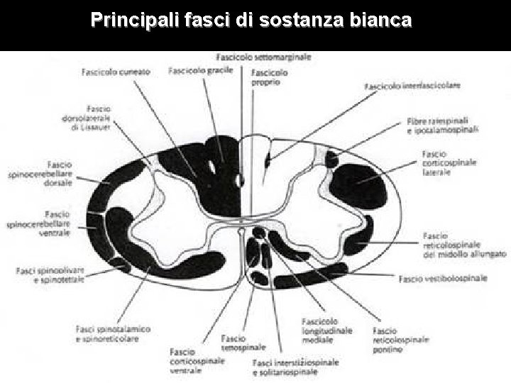 Principali fasci di sostanza bianca 