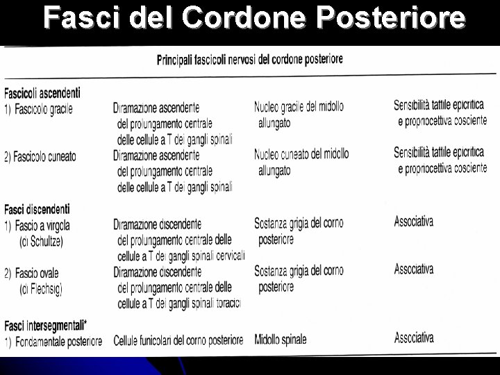 Fasci del Cordone Posteriore 