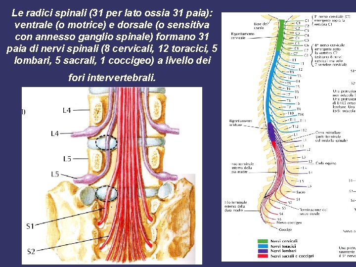 Le radici spinali (31 per lato ossia 31 paia): ventrale (o motrice) e dorsale
