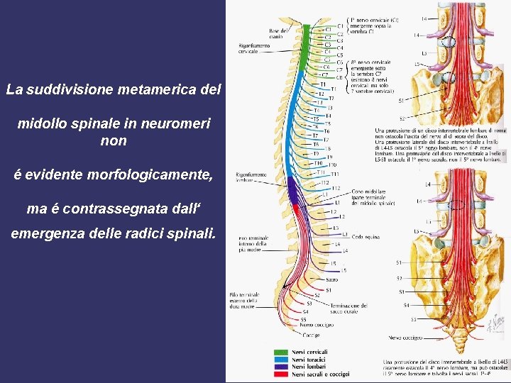 La suddivisione metamerica del midollo spinale in neuromeri non é evidente morfologicamente, ma é