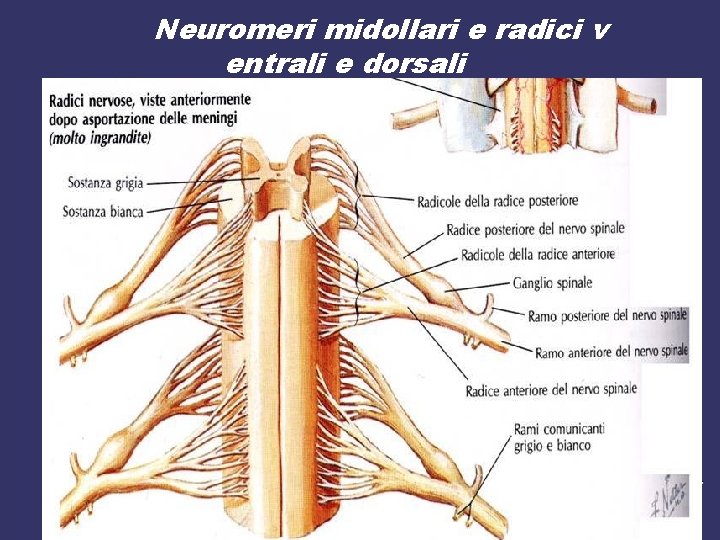 Neuromeri midollari e radici v entrali e dorsali 