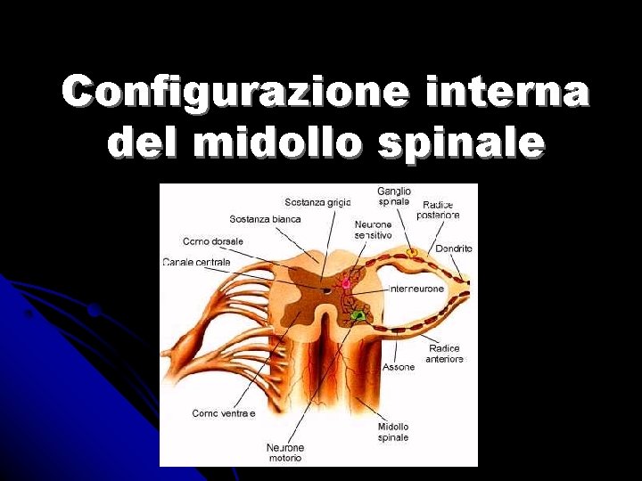Configurazione interna del midollo spinale 