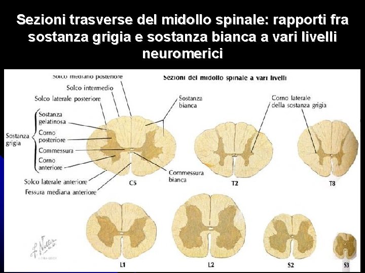 Sezioni trasverse del midollo spinale: rapporti fra sostanza grigia e sostanza bianca a vari