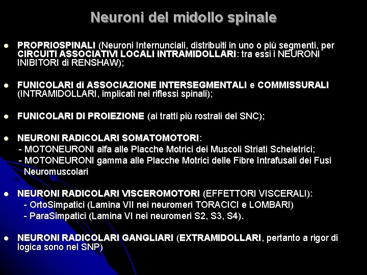 Neuroni del midollo spinale PROPRIOSPINALI (Neuroni Internunciali, distribuiti in uno o più segmenti, per