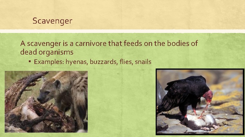 Scavenger A scavenger is a carnivore that feeds on the bodies of dead organisms