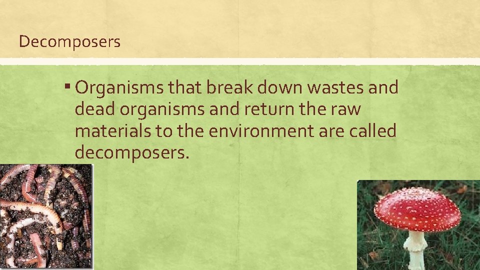 Decomposers ▪ Organisms that break down wastes and dead organisms and return the raw