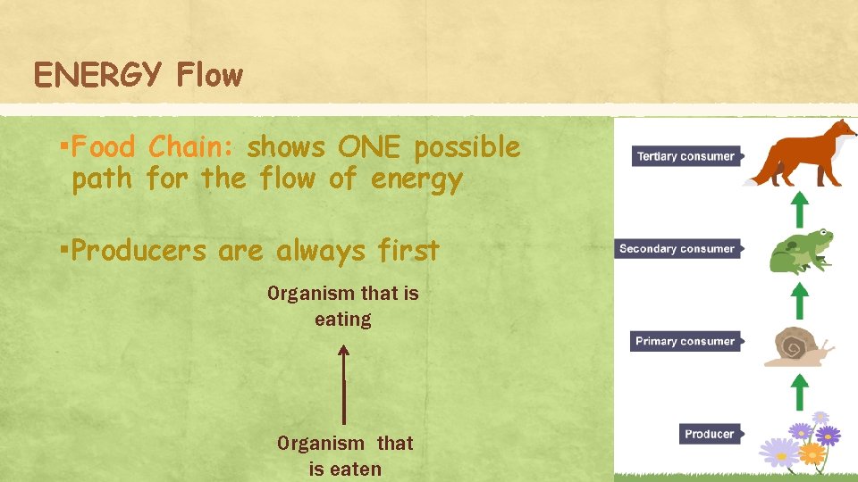 ENERGY Flow ▪ Food Chain: shows ONE possible path for the flow of energy