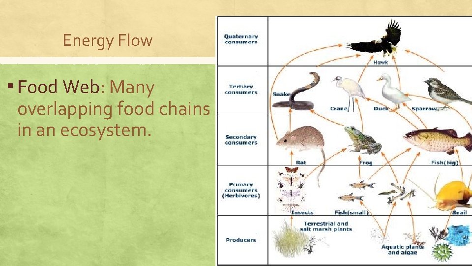 Energy Flow ▪ Food Web: Many overlapping food chains in an ecosystem. 