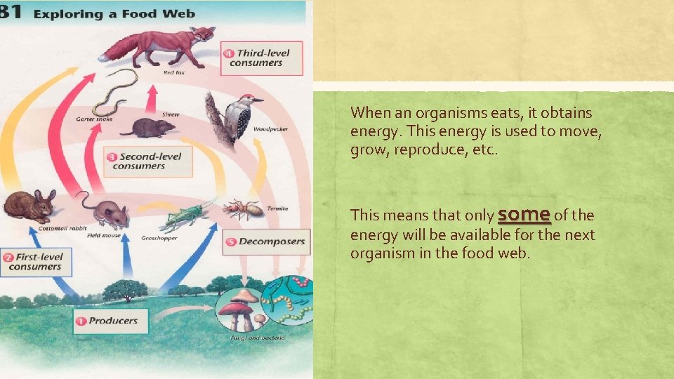 Third Trophic Level When an organisms eats, it obtains energy. This energy is used