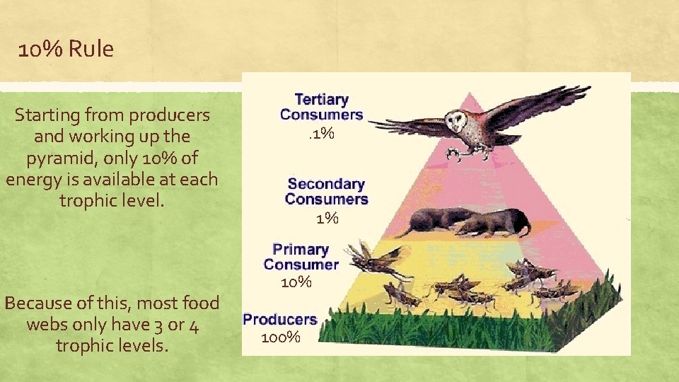 10% Rule Starting from producers and working up the pyramid, only 10% of energy