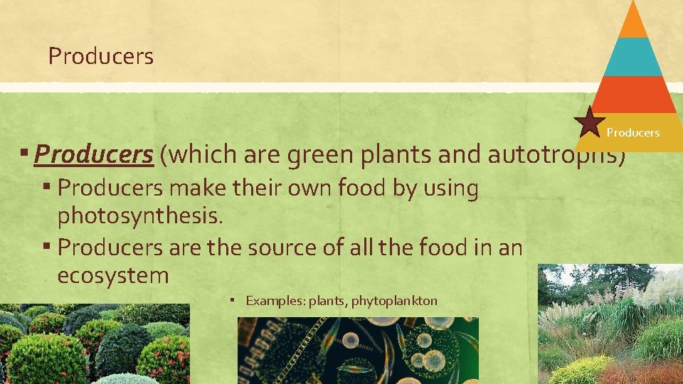 Producers ▪ Producers (which are green plants and autotrophs) ▪ Producers make their own