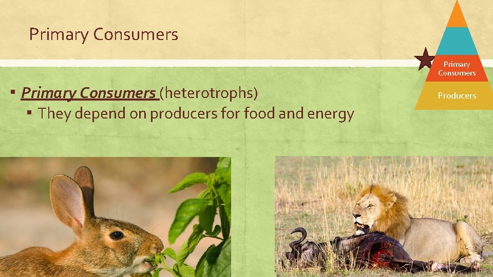 Primary Consumers ▪ Primary Consumers (heterotrophs) ▪ They depend on producers for food and