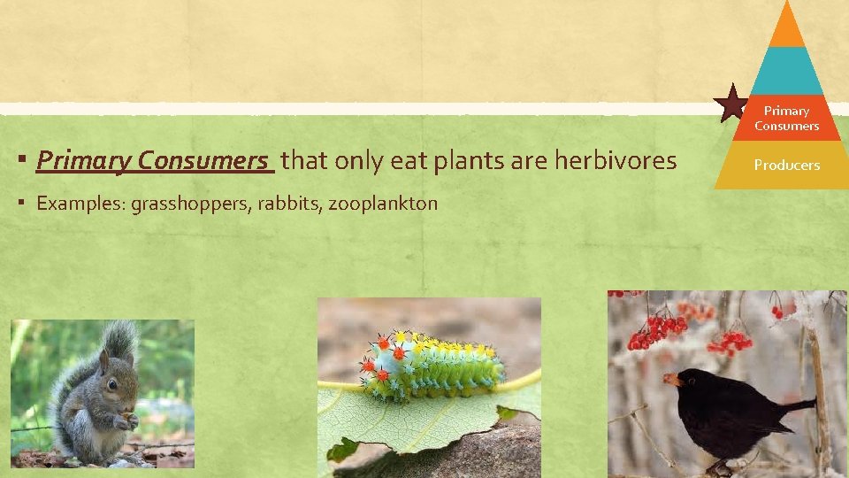 Primary Consumers ▪ Primary Consumers that only eat plants are herbivores ▪ Examples: grasshoppers,