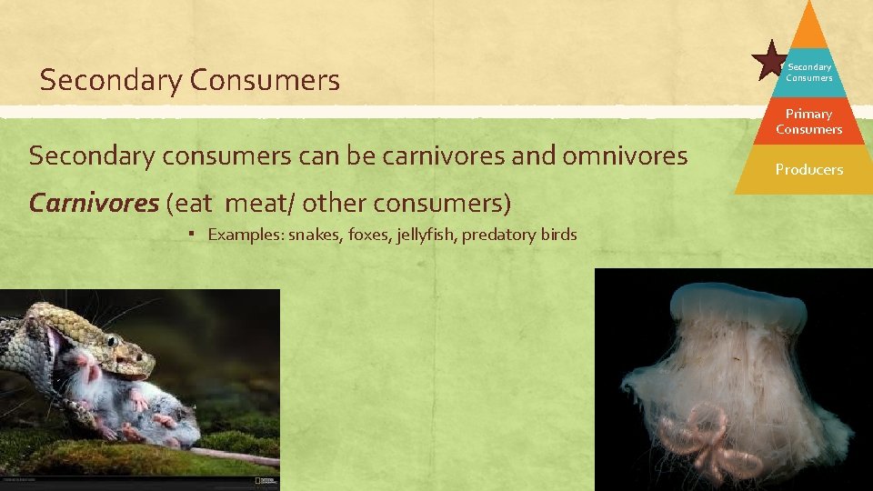 Secondary Consumers Secondary consumers can be carnivores and omnivores Carnivores (eat meat/ other consumers)