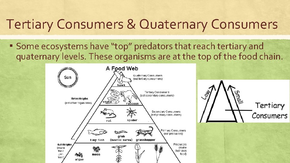 Tertiary Consumers & Quaternary Consumers ▪ Some ecosystems have “top” predators that reach tertiary