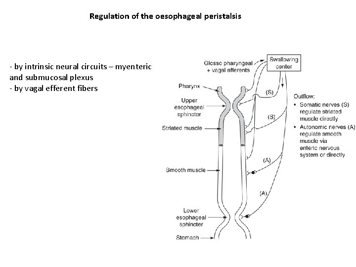 Regulation of the oesophageal peristalsis - by intrinsic neural circuits – myenteric and submucosal