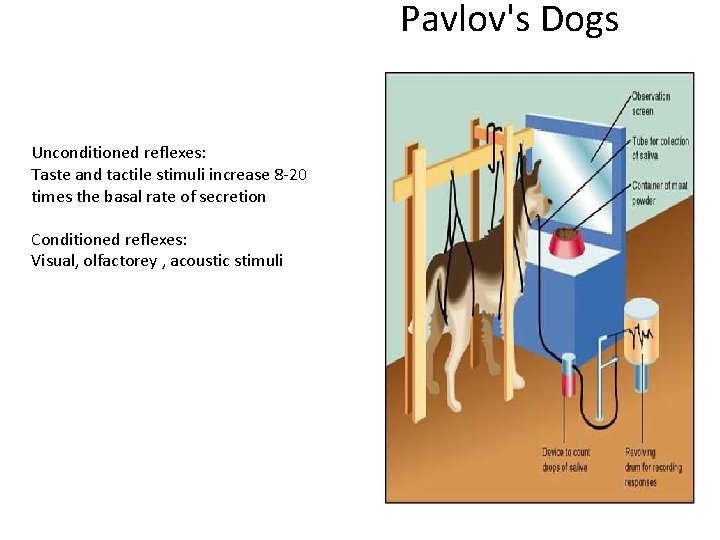 Pavlov's Dogs Unconditioned reflexes: Taste and tactile stimuli increase 8 -20 times the basal