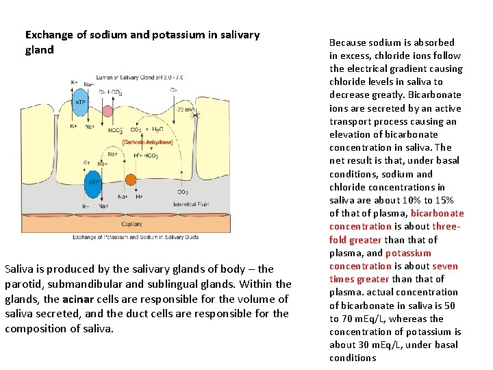 Exchange of sodium and potassium in salivary gland Saliva is produced by the salivary Exchange of sodium and potassium in salivary gland Saliva is produced by the salivary