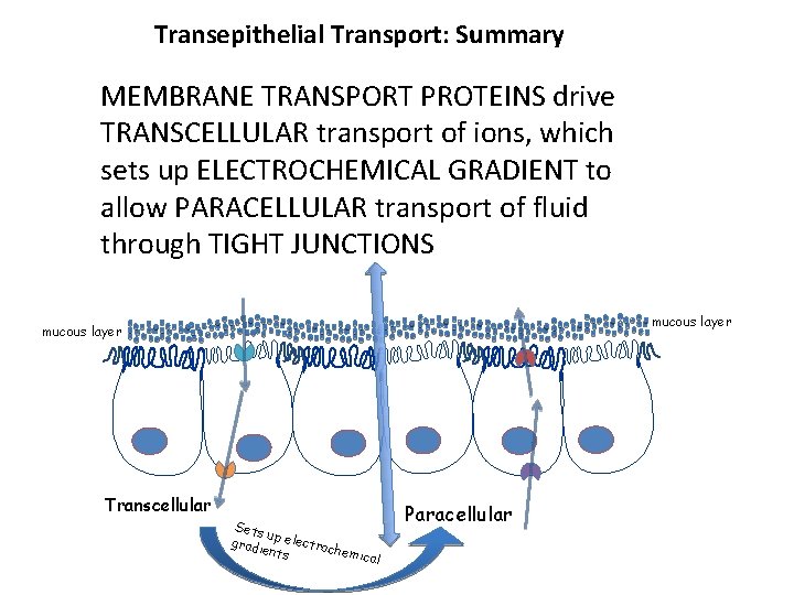 Transepithelial Transport: Summary MEMBRANE TRANSPORT PROTEINS drive TRANSCELLULAR transport of ions, which sets up