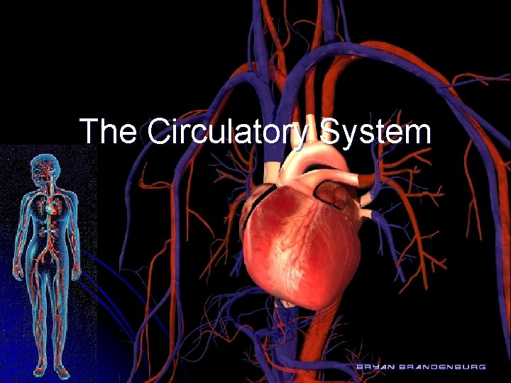 The Circulatory System 