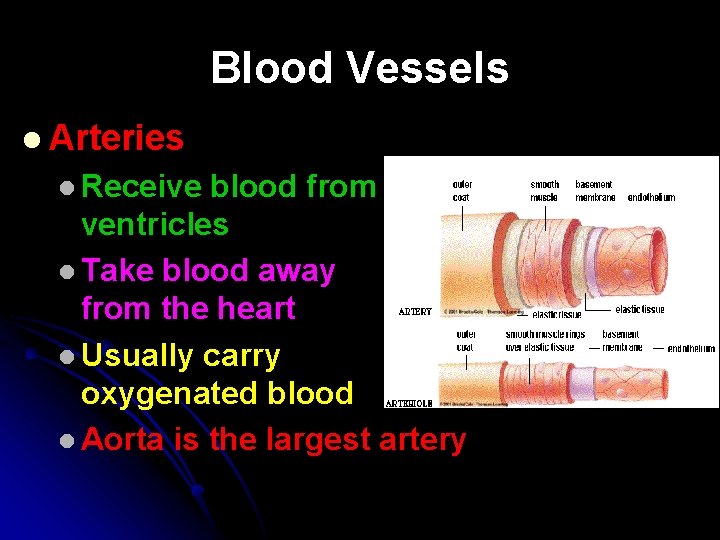 Blood Vessels l Arteries l Receive blood from ventricles l Take blood away from