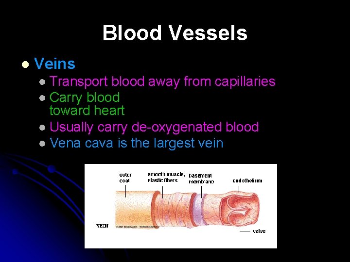 Blood Vessels l Veins Transport blood away from capillaries l Carry blood toward heart