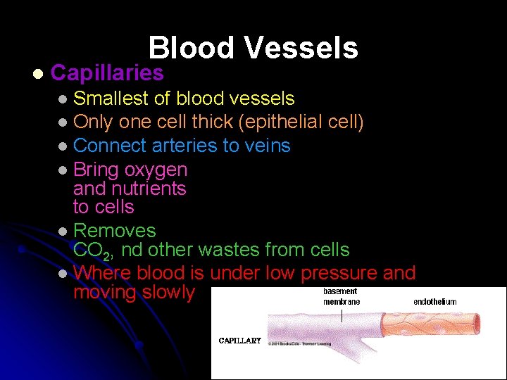 Blood Vessels l Capillaries Smallest of blood vessels l Only one cell thick (epithelial