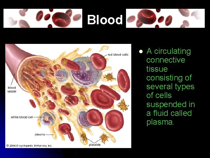 Blood l A circulating connective tissue consisting of several types of cells suspended in