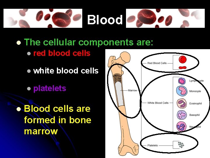 Blood l l The cellular components are: l red blood cells l white blood