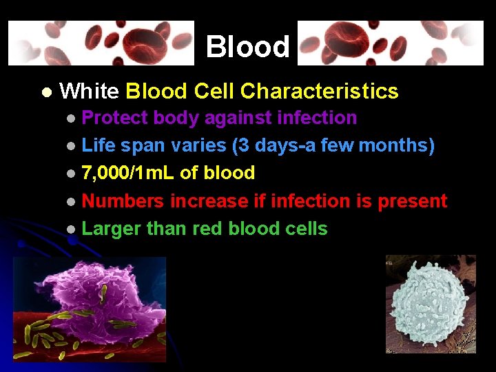 Blood l White Blood Cell Characteristics Protect body against infection l Life span varies