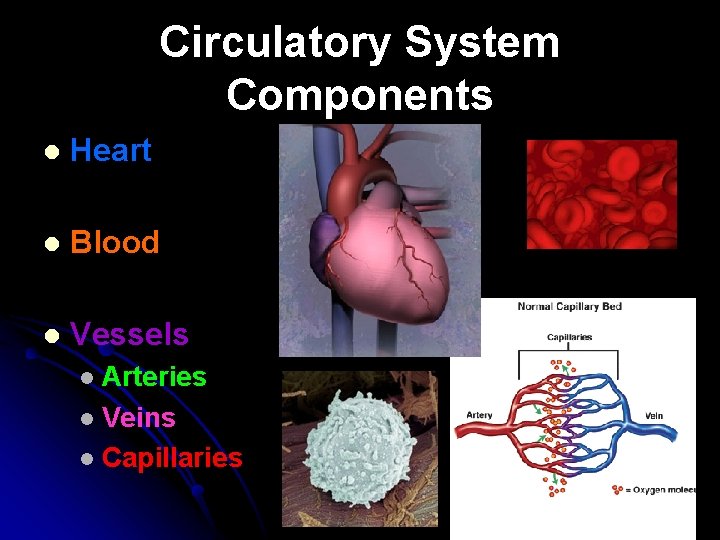 Circulatory System Components l Heart l Blood l Vessels Arteries l Veins l Capillaries