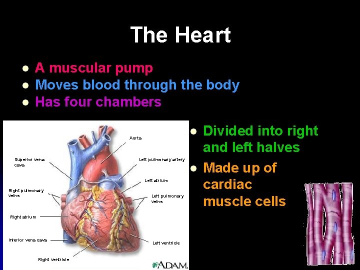 The Heart l l l A muscular pump Moves blood through the body Has