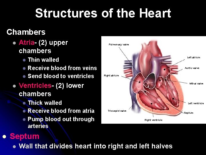 Structures of the Heart Chambers l Atria- (2) upper chambers l l Left atrium