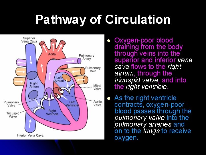 Pathway of Circulation l Oxygen-poor blood draining from the body through veins into the