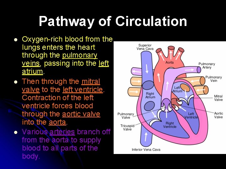 Pathway of Circulation l l l Oxygen-rich blood from the lungs enters the heart