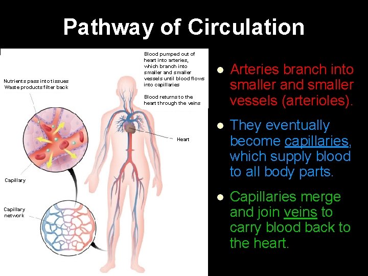 Pathway of Circulation Nutrients pass into tissues Waste products filter back Blood pumped out