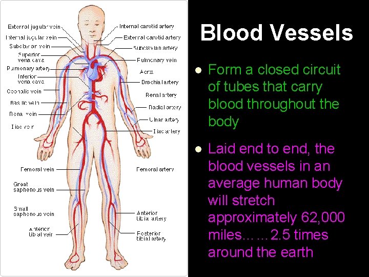 Blood Vessels l Form a closed circuit of tubes that carry blood throughout the