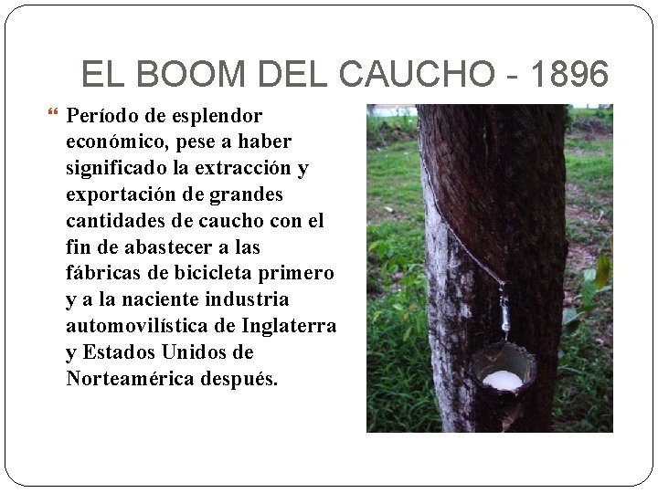 EL BOOM DEL CAUCHO - 1896 Período de esplendor económico, pese a haber significado