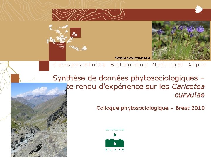 Phyteuma hemisphaericum Conservatoire Botanique National Alpin Synthèse de données phytosociologiques – compte rendu d’expérience