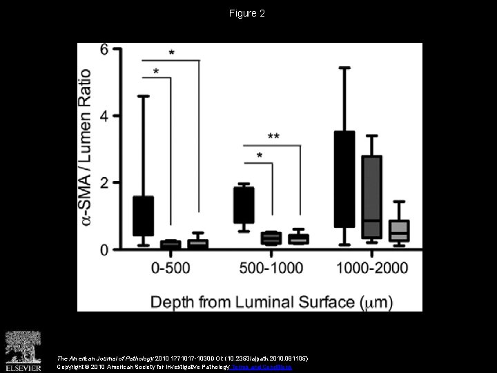 Figure 2 The American Journal of Pathology 2010 1771017 -1030 DOI: (10. 2353/ajpath. 2010.