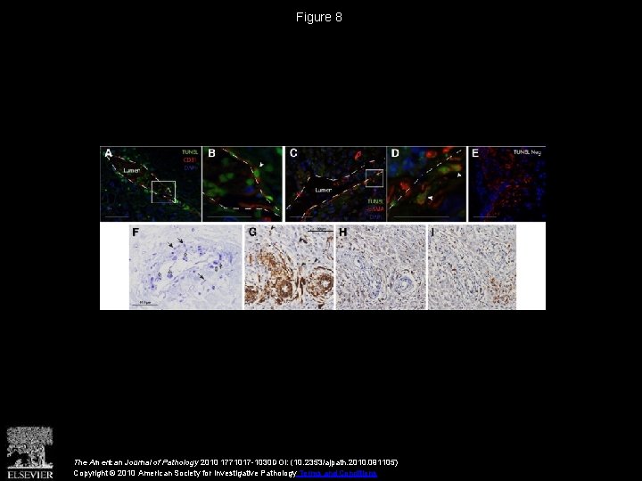 Figure 8 The American Journal of Pathology 2010 1771017 -1030 DOI: (10. 2353/ajpath. 2010.