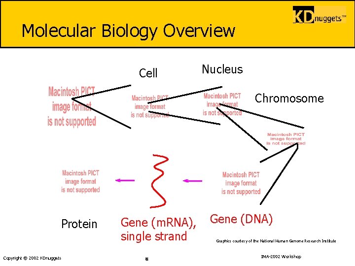 Molecular Biology Overview Cell Nucleus Chromosome Protein Copyright © 2002 KDnuggets Gene (m. RNA),