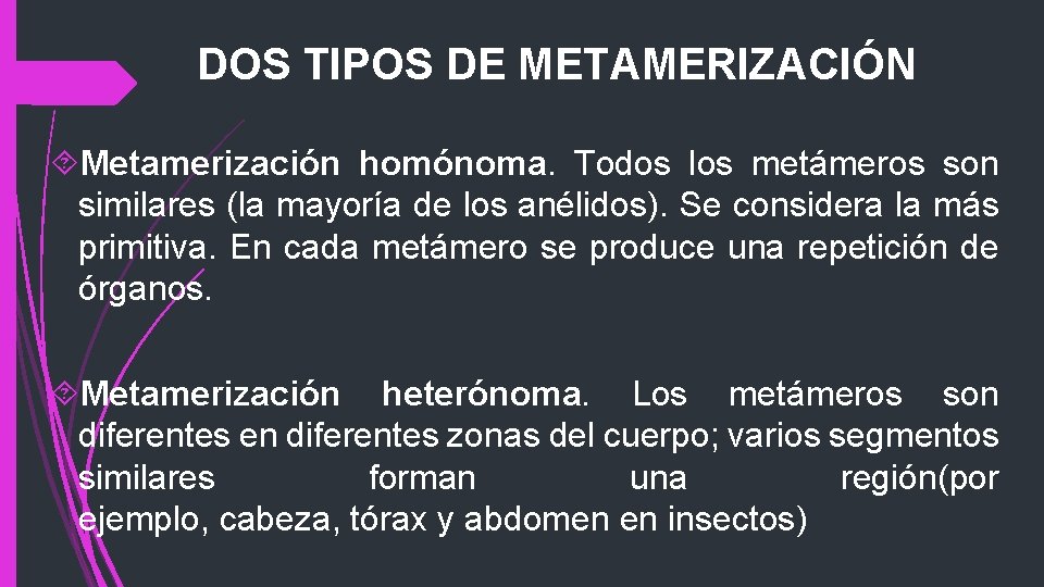 DOS TIPOS DE METAMERIZACIÓN Metamerización homónoma. Todos los metámeros son similares (la mayoría de