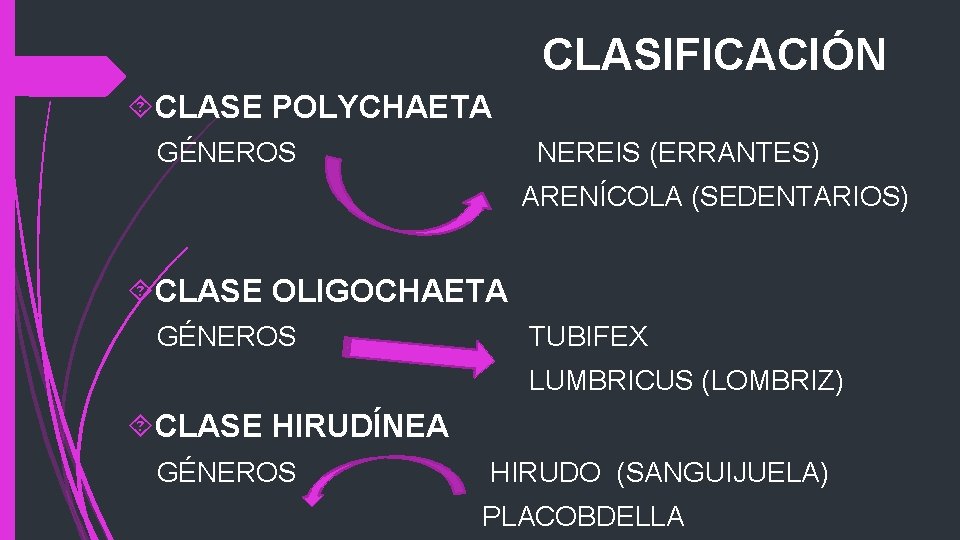 CLASIFICACIÓN CLASE POLYCHAETA GÉNEROS NEREIS (ERRANTES) ARENÍCOLA (SEDENTARIOS) CLASE OLIGOCHAETA GÉNEROS TUBIFEX LUMBRICUS (LOMBRIZ)