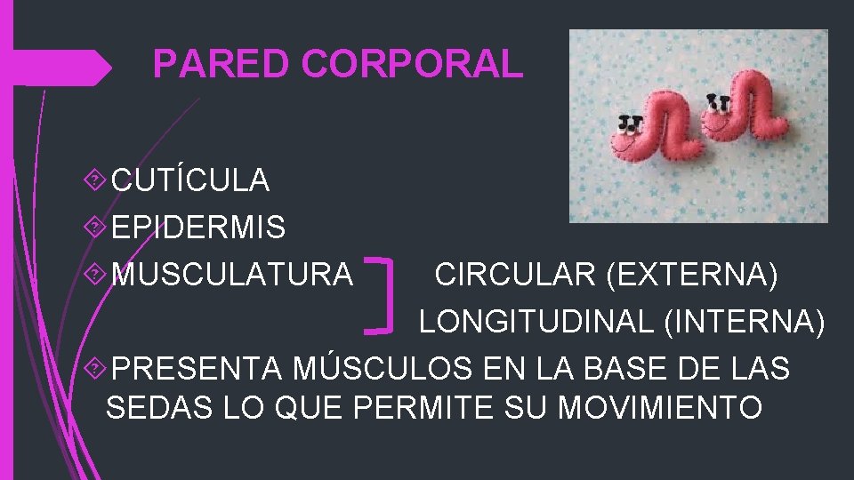 PARED CORPORAL CUTÍCULA EPIDERMIS MUSCULATURA CIRCULAR (EXTERNA) LONGITUDINAL (INTERNA) PRESENTA MÚSCULOS EN LA BASE