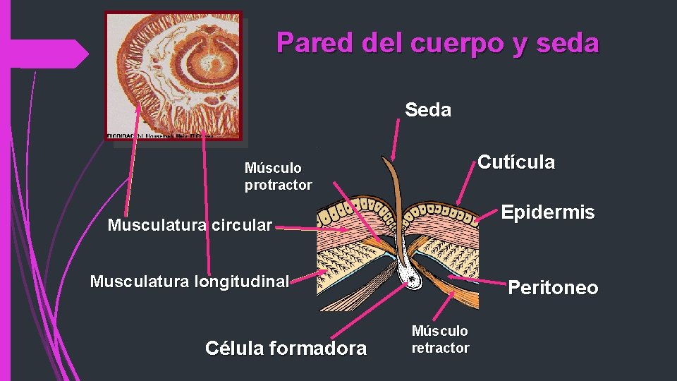 Pared del cuerpo y seda Seda Cutícula Músculo protractor Epidermis Musculatura circular Musculatura longitudinal