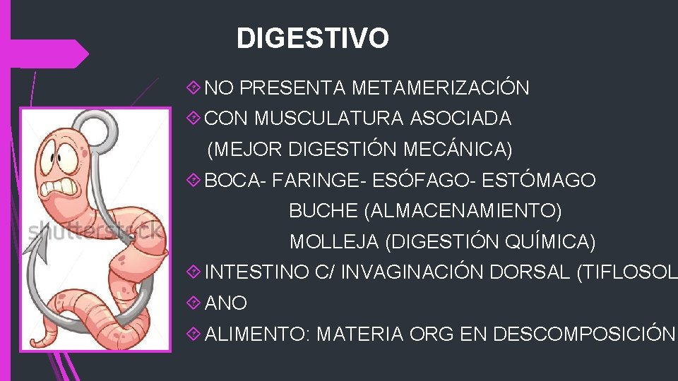 DIGESTIVO NO PRESENTA METAMERIZACIÓN CON MUSCULATURA ASOCIADA (MEJOR DIGESTIÓN MECÁNICA) BOCA- FARINGE- ESÓFAGO- ESTÓMAGO