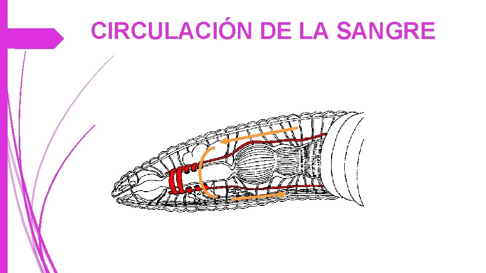 CIRCULACIÓN DE LA SANGRE 