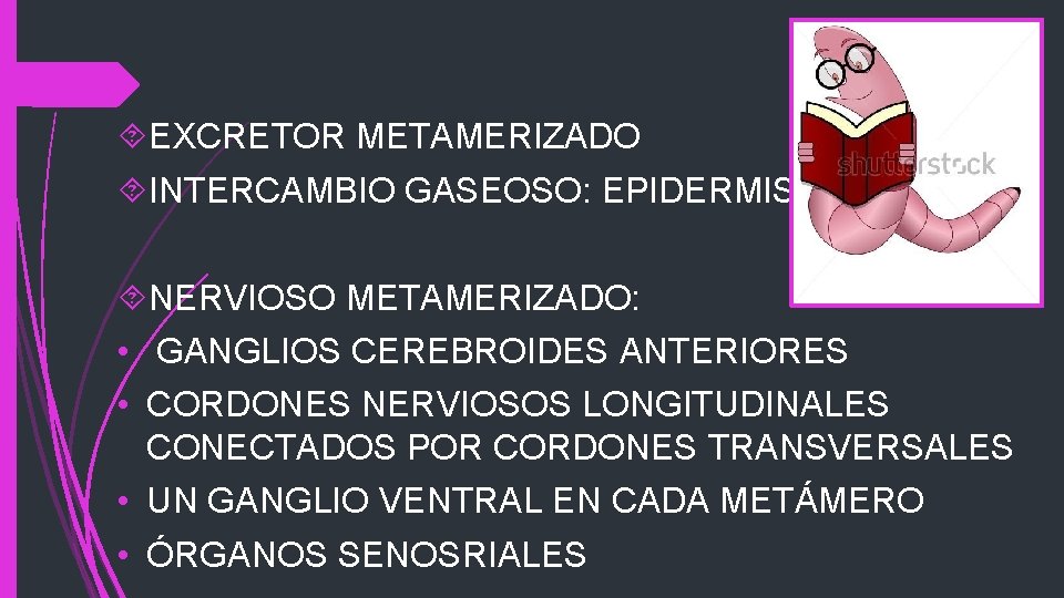  EXCRETOR METAMERIZADO INTERCAMBIO GASEOSO: EPIDERMIS NERVIOSO METAMERIZADO: • GANGLIOS CEREBROIDES ANTERIORES • CORDONES