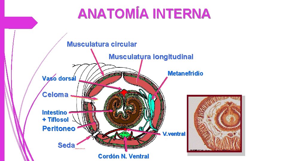 ANATOMÍA INTERNA Musculatura circular Musculatura longitudinal Metanefridio Vaso dorsal Celoma Intestino + Tiflosol Peritoneo